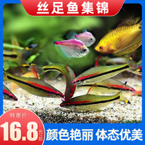 Yellow Blue Mandragon Silk Footy Fish Five Colorful Rile Gold Marchia Balls Pearl Horse Chia Tropical Fish Group Cruise Fish Ornamental Fish