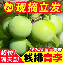 В марте Ли Цззи свежий фрукт Ли Цзянь который в настоящее время снимается с беременными женщинами из провинции Цяньхуанлы