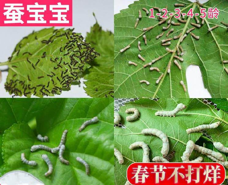 Tender mulberry leaves fresh spring silkworm silkworm object silkworm ant tool net feed summer silkworm color mulberry leaf egg box adoption