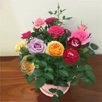 № 18 привитых много -колор
