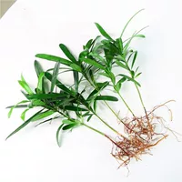 Luo Han Song 6 деревьев