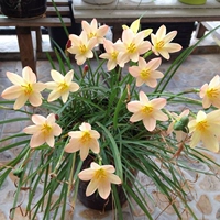 Цвет шампанского 20 видов мяч