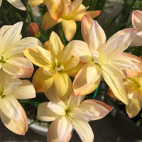 20 желтого цвета