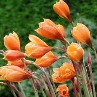 20 гигантских зеленых луковых орхидей