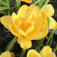 20 кусочков светло -желтого