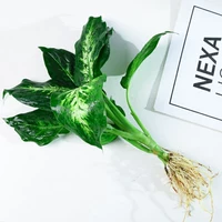 Серебряная королева 1