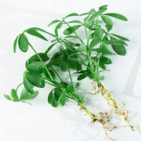 2 утиные ноги дерева