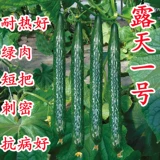 Семена огурца Зеленые семена огурца Весна и лето, устойчивость