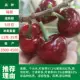 Fuchen (результат 5 лет саженцев) Dead Miao Bao Capital, 81см (включительно) -110 см (включительно)