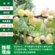Bai Pearl (результат 5 лет саженцев) Мертвая сумка Miao!, 81 см (включая) -110 см (включая)