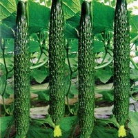 5 саженцев огурца