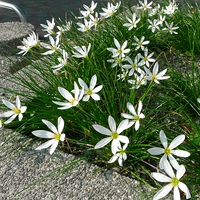 Белые 30 видов шариков