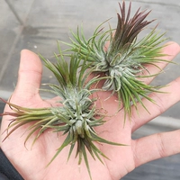 Фугуо (3-4 головы) (отправить пружину) 5-7 см