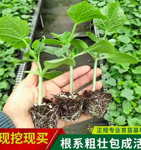 Угловые семена меда хрустящие хрустящие дыни арбуз плотные фрукты, преждевременный высокий урожай, четыре сезона саженцы семян растительных семян с балконами