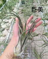 Гигантская медуза (база отправки) 25-29 см