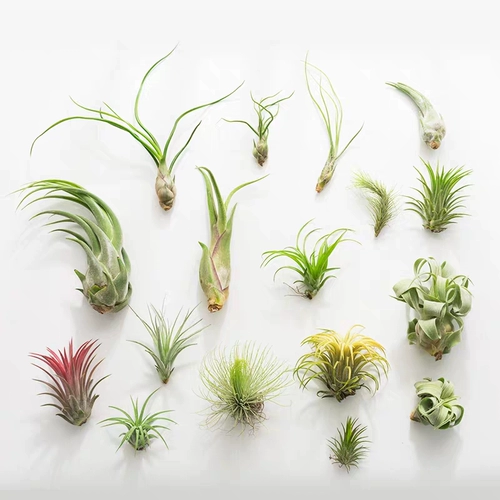 Специальные эльфы для новичков с воздушным ананасом заполнены, а крытый настольный анти -строительный формальдегид прекрасен.