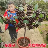 Саженцы из вишневой вишни с почвенными шариками были посажены на севере и юге, чтобы сажать растения в горшках.