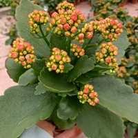 Caixia [110#Пластиковый бассейн] с цветочными почками