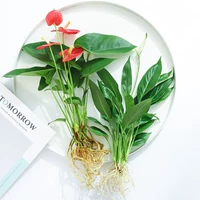 [Комбинация цветов] 2 белых пальм+1 красная ладонь 1 дерево