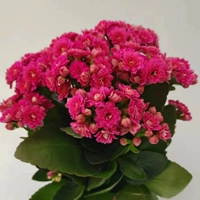 Qiyuan [110#Пластиковый бассейн] с цветочными почками