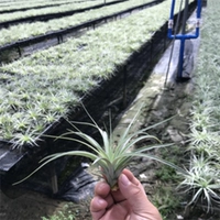 Зефир (отправить весну) 8-10 см