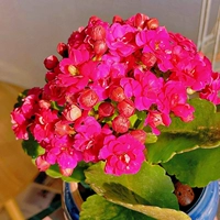 Фиолетовый змей [80#Пластиковый бассейн] с цветочными почками