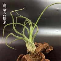 Медуза (отправка весна) 10-12 см