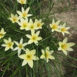 Открытый карликовый цветок четыре сезона цветущие цветы зеленый растение луно -лотос лотос зеленый лук, холодный, устойчивый, инь -.