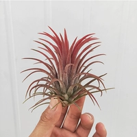 Красный эльф (отправка пружины) 6-8 см