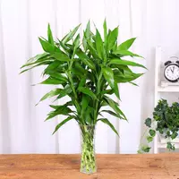 5 богатых бамбуковых деревьев