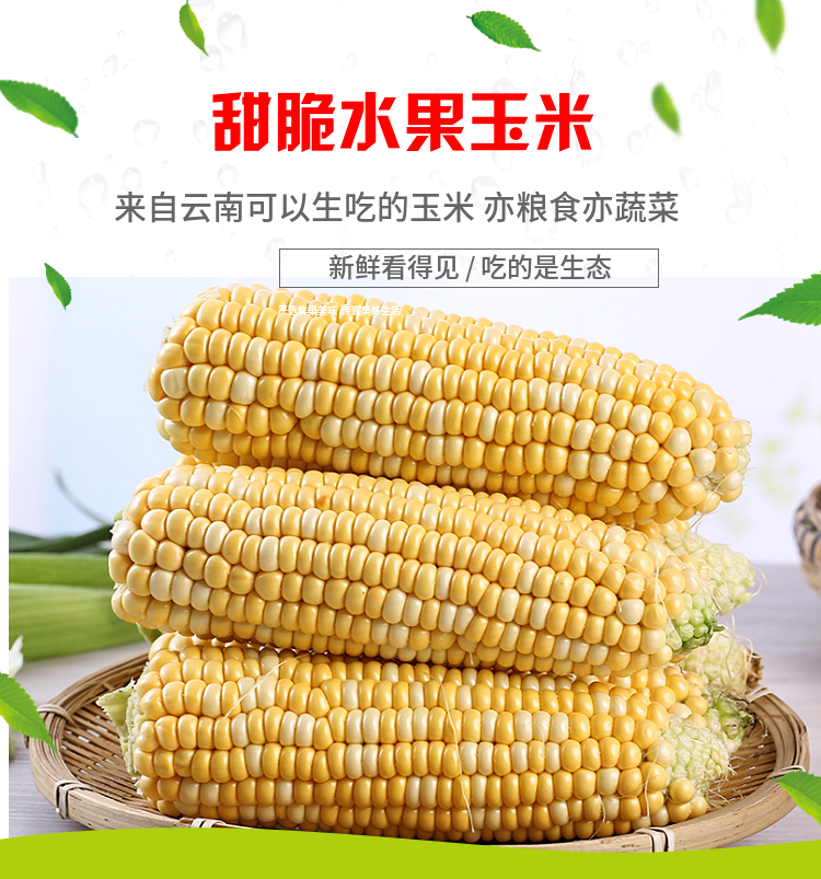 金吉圣 云南水果玉米 9斤 图1