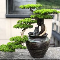 Taihang cliff cypress bonsai potted tree root carving welcome pine natural ornaments Pine Yay Cypress rock cypress dead wood old pile