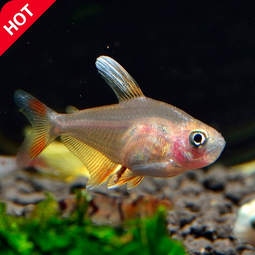 Красные и зеленые огни рыба рыба