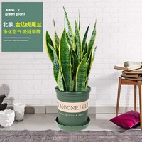 Tiger Pilan 50-60 High 6 High [Gallon Basin]