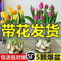 Виды тюльпанов шариковые горшечные растения Гидропонное растение с цветочными почками, почками с цветами и растениями в импортированных семенах в помещении, подняв 5 градусов