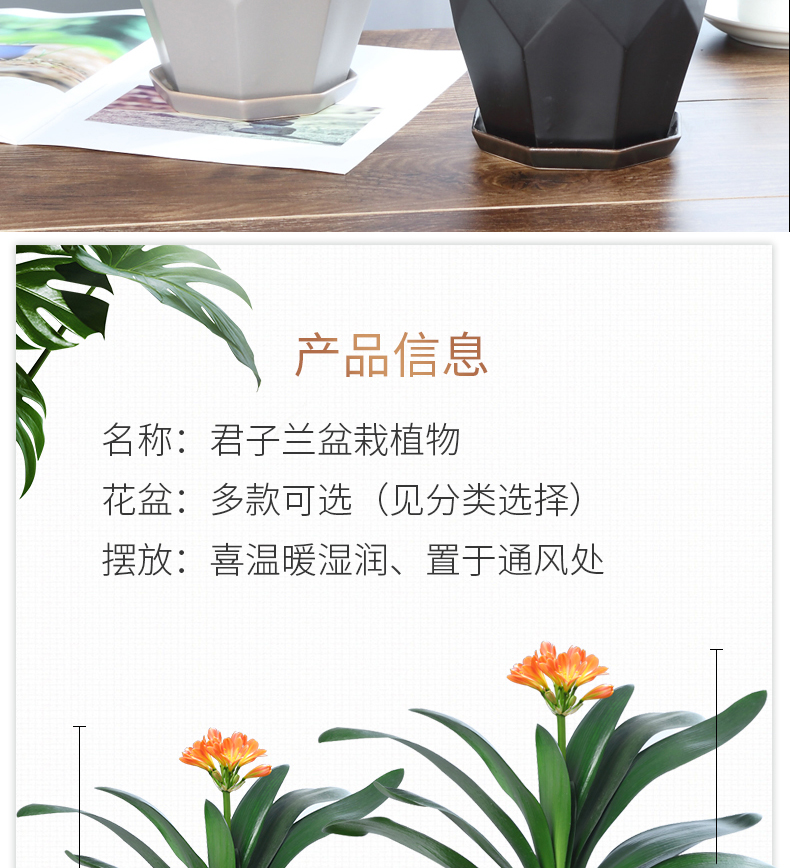 四季君子兰盆栽带花苞小苗花卉植物室内易活绿植水培好养多肉大全