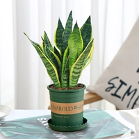 Tiger Pilan 30cm3 (бассейн 0,5 галлона)