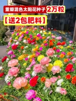 【Как только вы посыпаете】 20000 семян двойного питального смешанного подсолнуха + 4 пакета удобрений