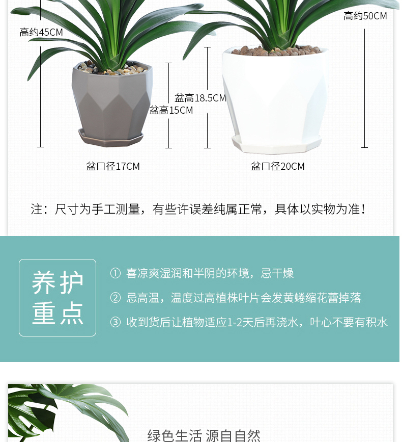 四季君子兰盆栽带花苞小苗花卉植物室内易活绿植水培好养多肉大全