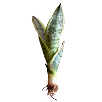 [Everbright Price] 30cm1 Tiger Pilan обнаженная корневая доставка