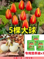 [SELED] 5 -Color 5 тюльпанов [Раствор бесплатного питания+порошок рутирования]