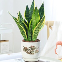 Tiger Piran 30cm3 (керамический бассейн Fugui Jixiang)