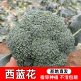 Семена семян брокколи семян семян цветов, холодные и красивые шоу, зеленый сали Owan Blue Flower Four Seasons Family Family Balcon