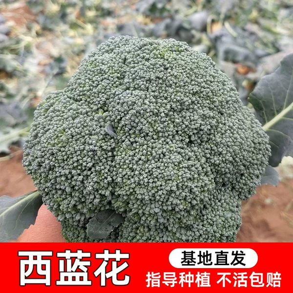 Товары от 水生田园艺旗舰店