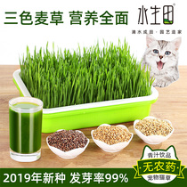 Wheat seed seedling plate Barley seedling grass Cat grass Seed sprout vegetable planting pot soilless cultivation equipment artifact