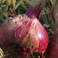 ▲ Boutique New Red Star 100G/Barrel