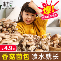 Mushroom Cultivation Kits Strain Fungus Bag Home Germfungus Mushrooms Black Oyster Mushroom Box Home Edible Fresh Potted Fungus Stick