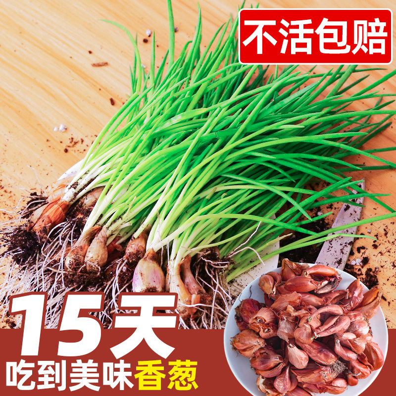 Four seasons shallot seeds seed head seedling onion seedling shallot seed red onion red head balcony vegetable potted fire onion