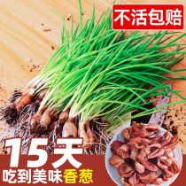 Season with small shallot seeds planted with chopped onion seed with green onion seed red scallion head red-headed balcony Vegetable Potted Green Onion