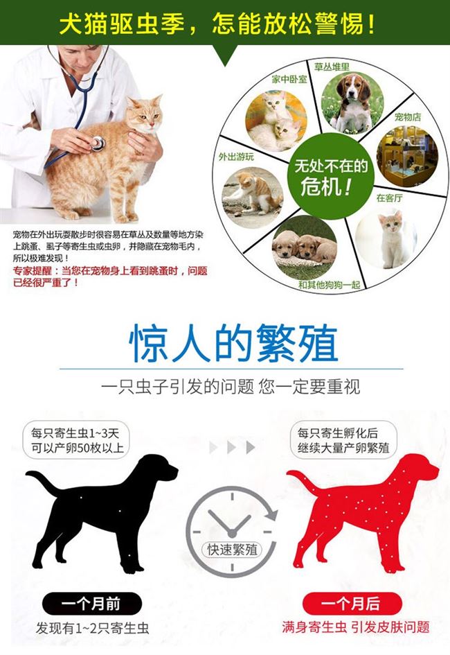Bọ chét lệch lạc trên cơ thể của một con chó bọ chét với một con bọ chét, chó, mèo, chó, bọ chét - Cat / Dog Medical Supplies xilanh tiêm